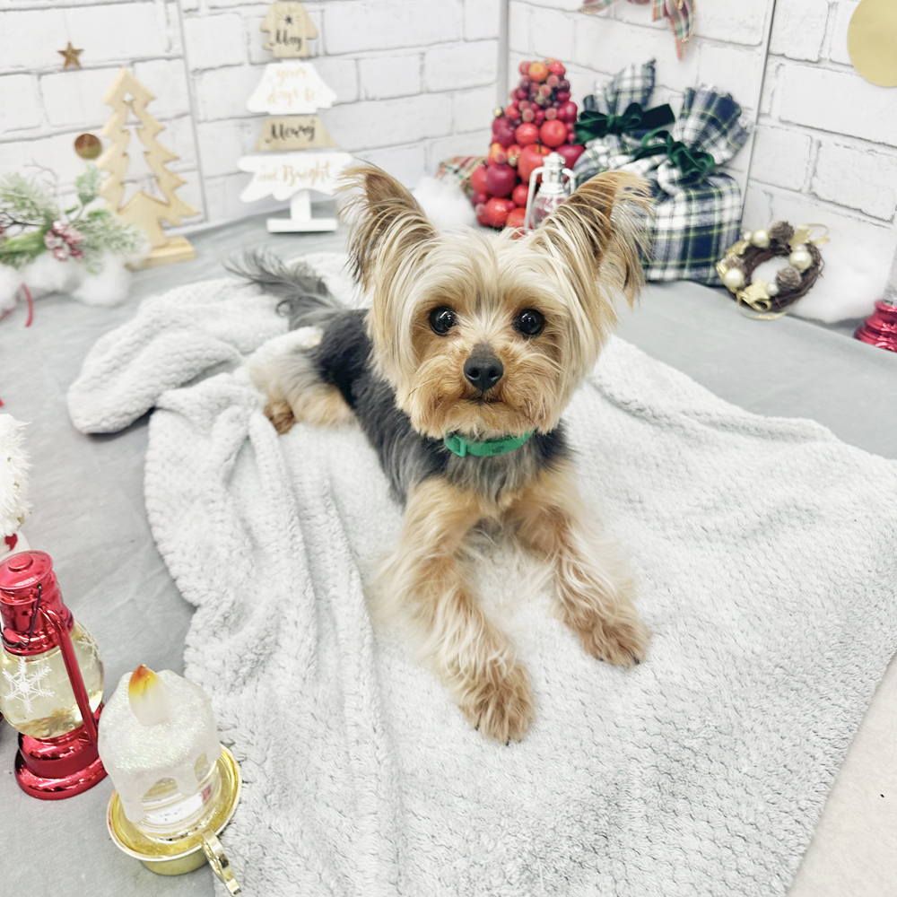 生徒とモデル犬の写真撮影会①